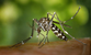Southern China Battles Record Chikungunya Outbreak as Macao Issues Prevention Measures